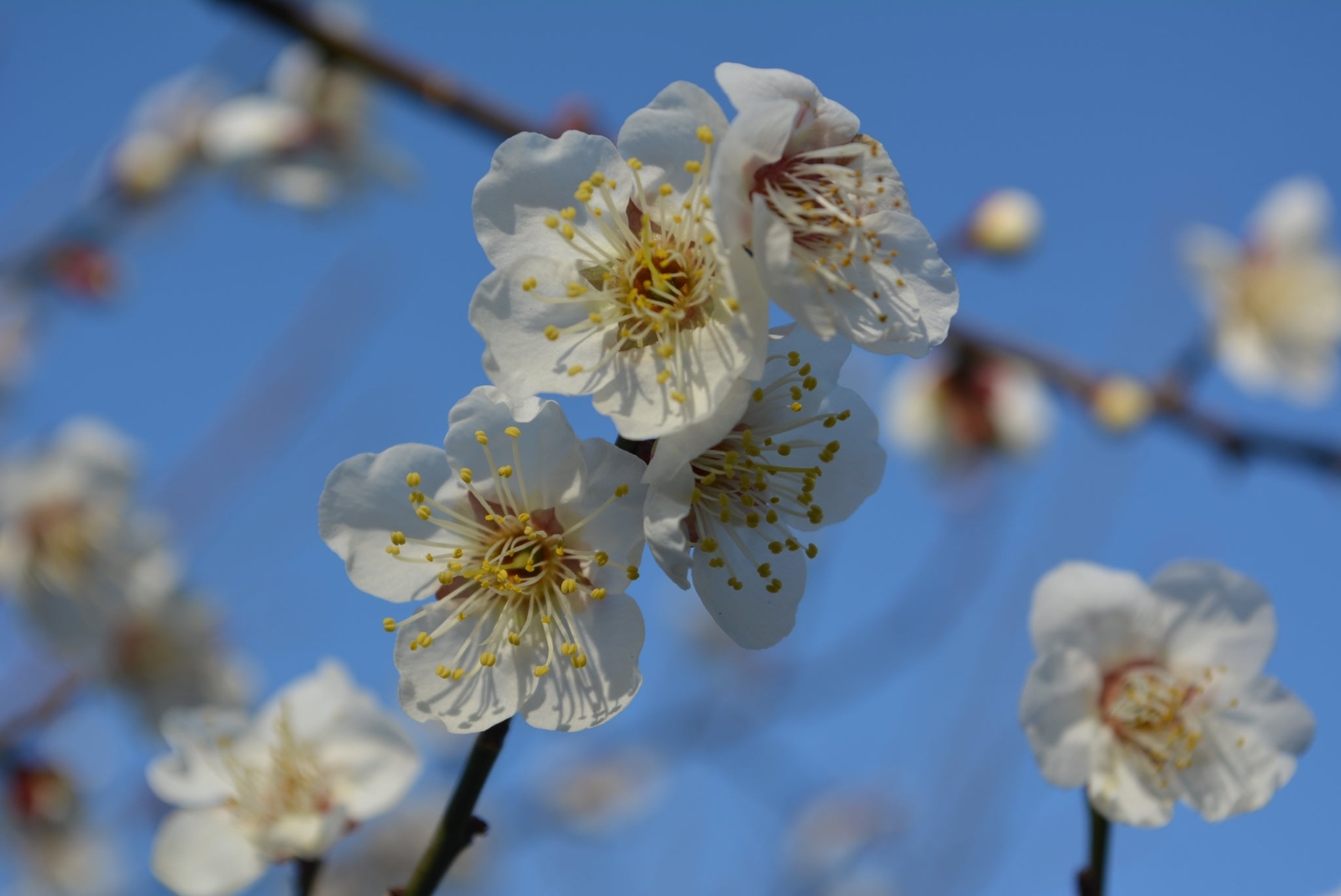 2024年、梅の花gallery