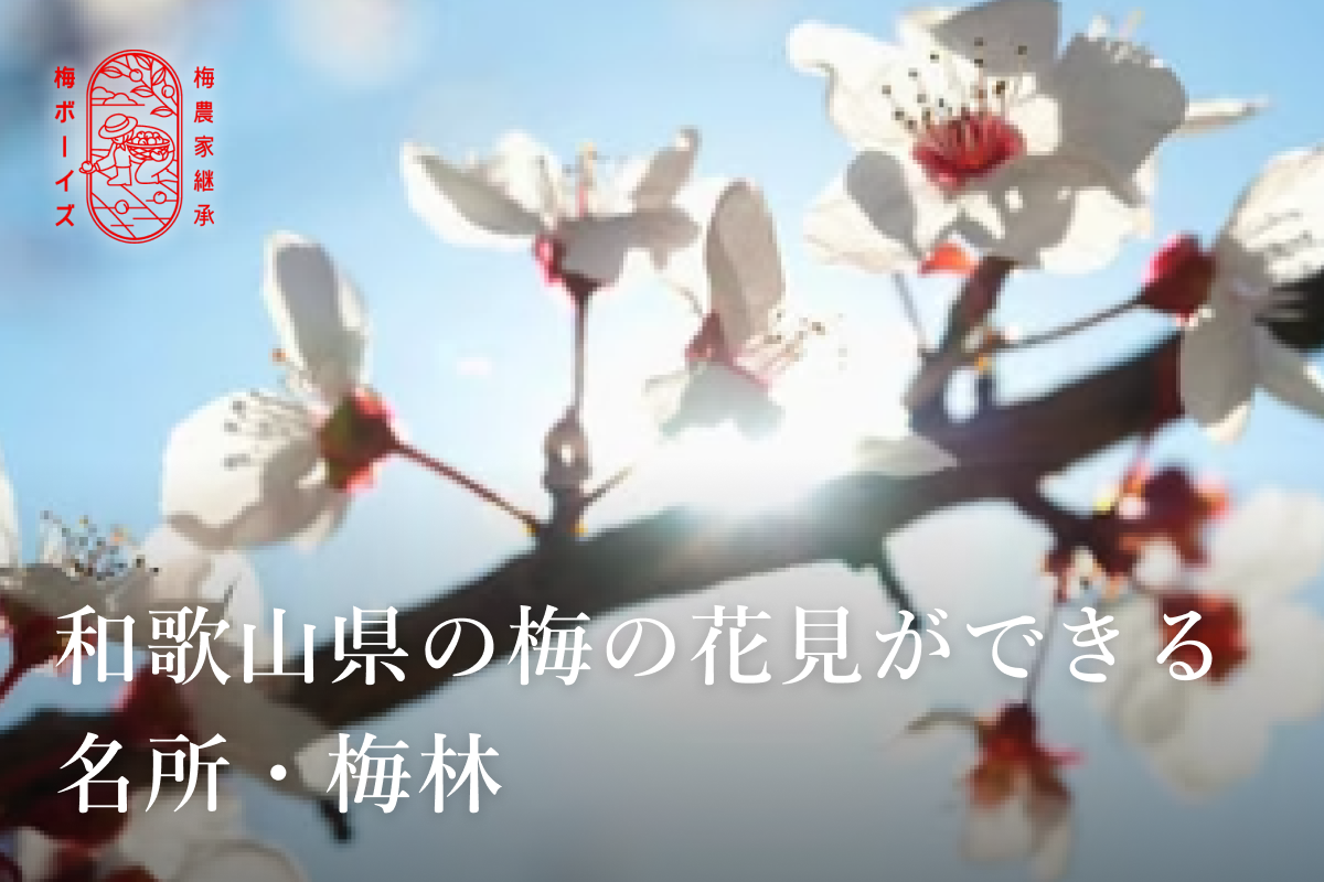 【2026年最新】和歌山県の梅の花見ができる名所・梅林|梅ボーイズのおすすめを一挙紹介