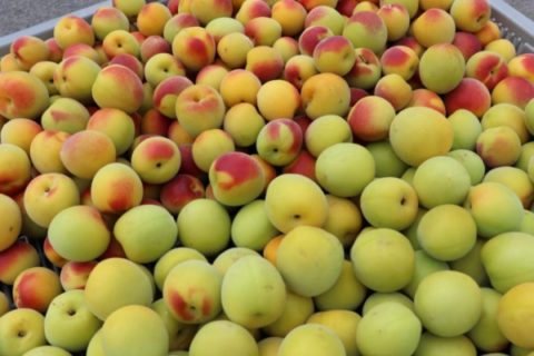 梅干しに使う梅の選び方と、梅の種類による梅干しの違い