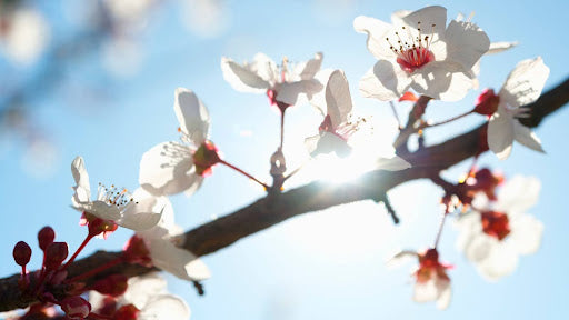 和歌山県の梅の花見ができる名所・梅林|梅ボーイズのおすすめを一挙紹介