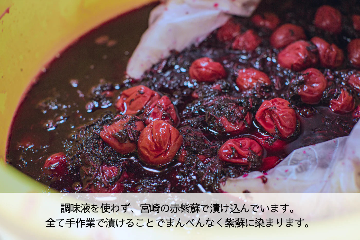 【定期便】梅と紫蘇 チューブ