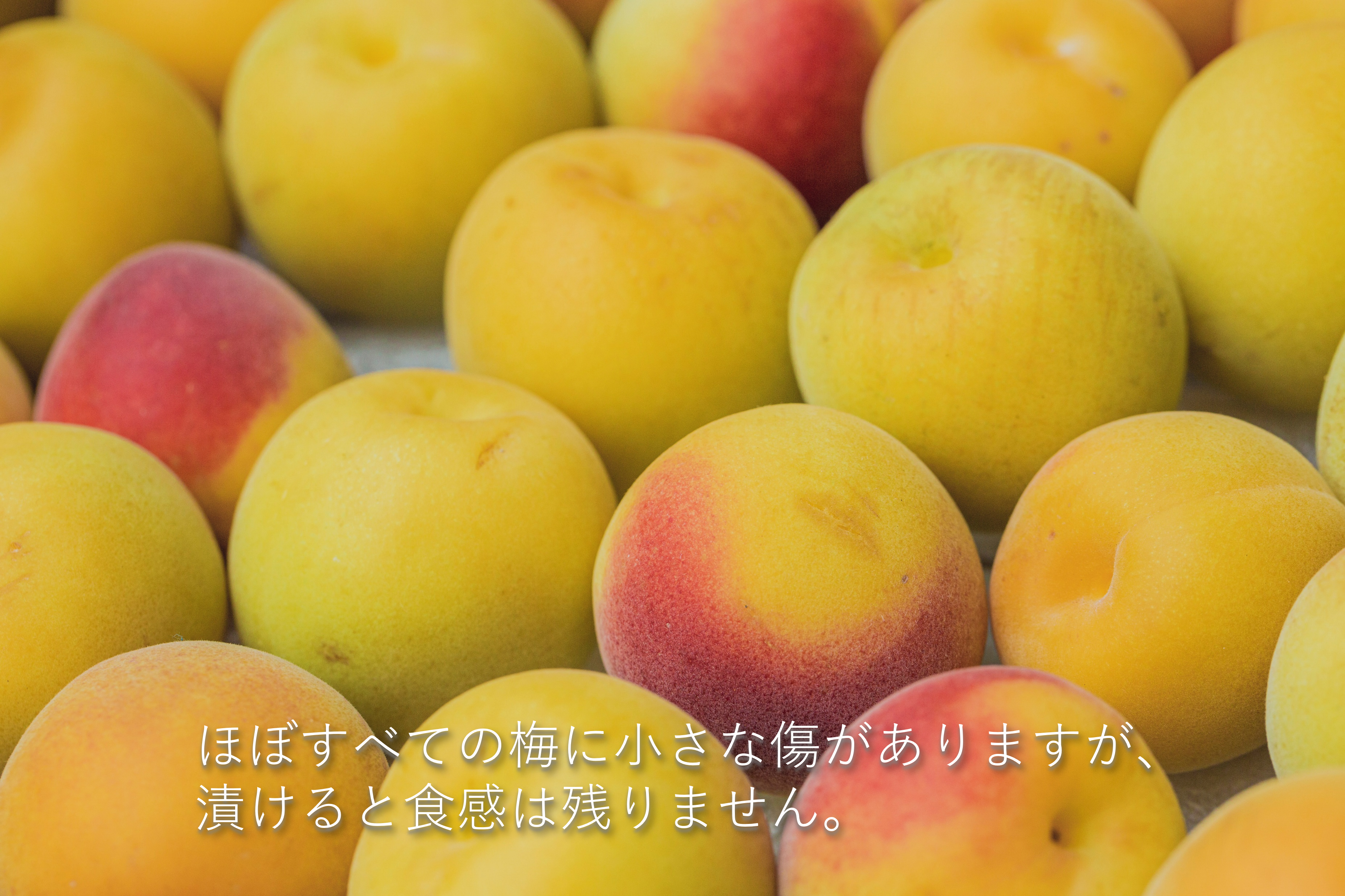 超完熟南高梅 後半日程