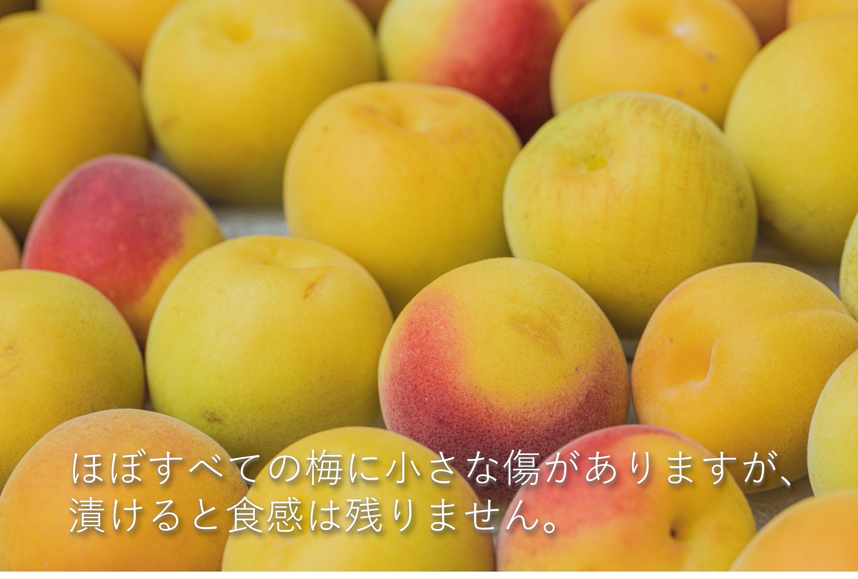 【毎日12:00から再販】超完熟南高梅 前半日程