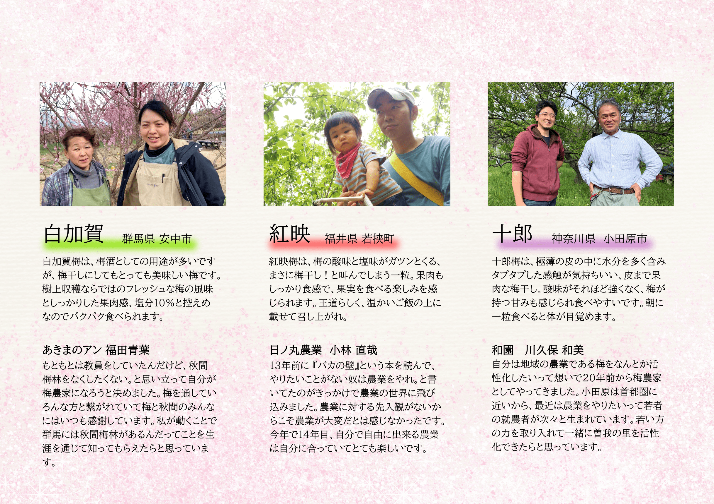 【母の日】梅結び「全国の梅干し食べ比べ」送料無料