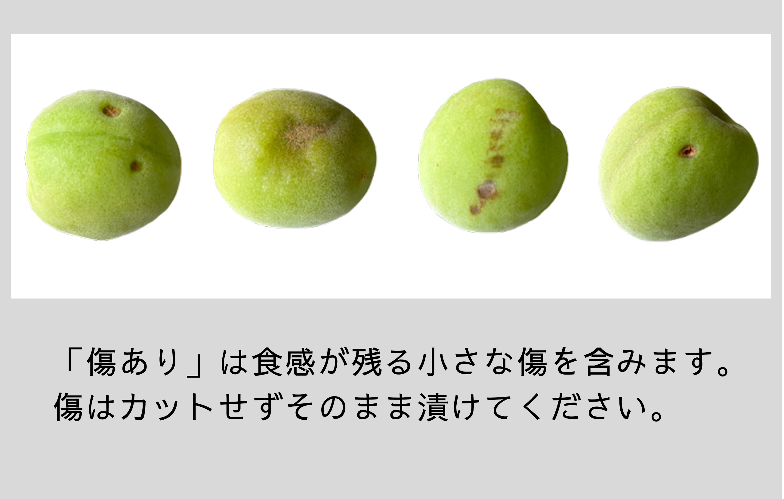 樹上南高梅(青梅・紀州南高梅:1kg〜10kg)