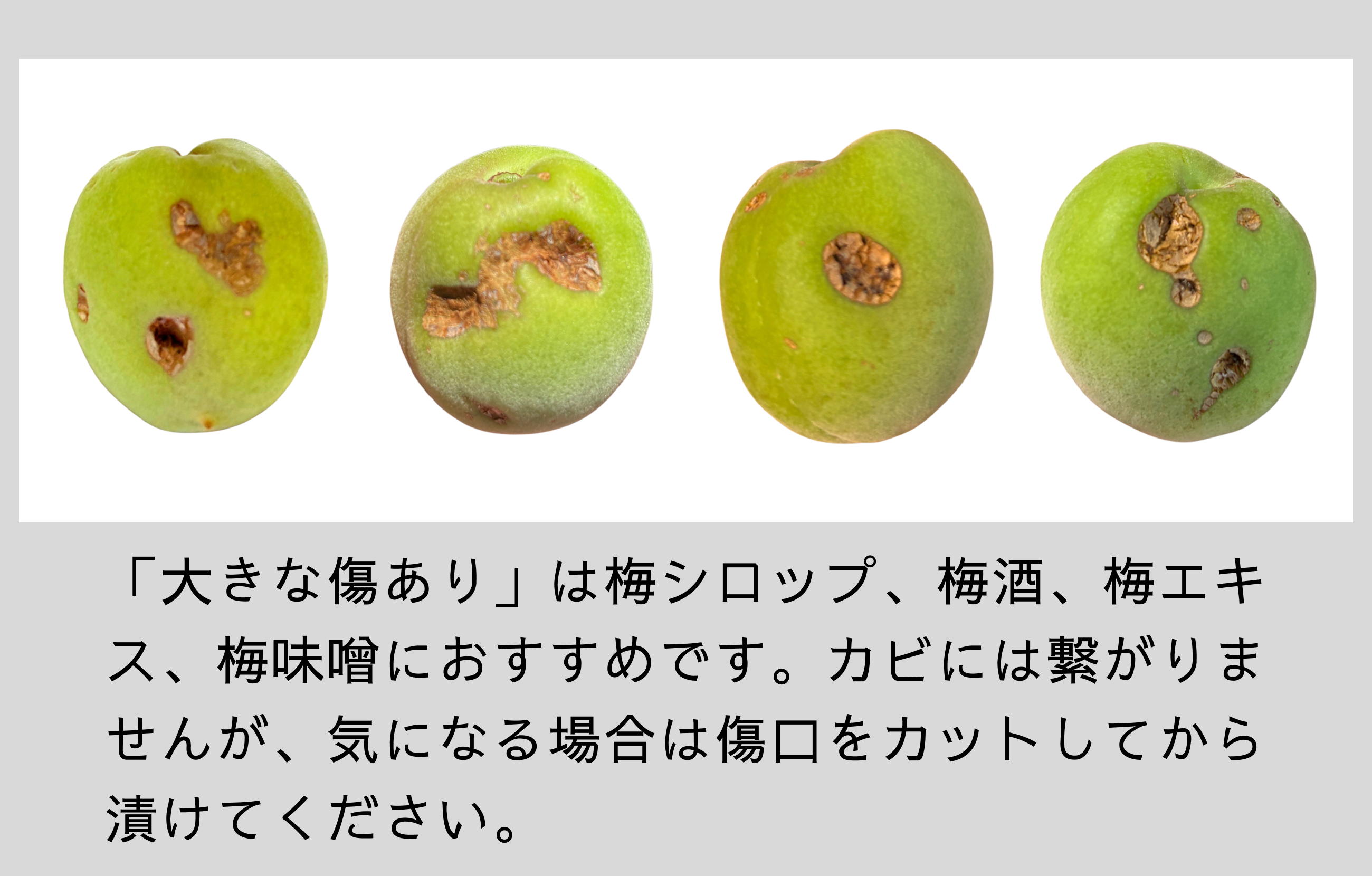 樹上南高梅(青梅・紀州南高梅:1kg〜10kg)