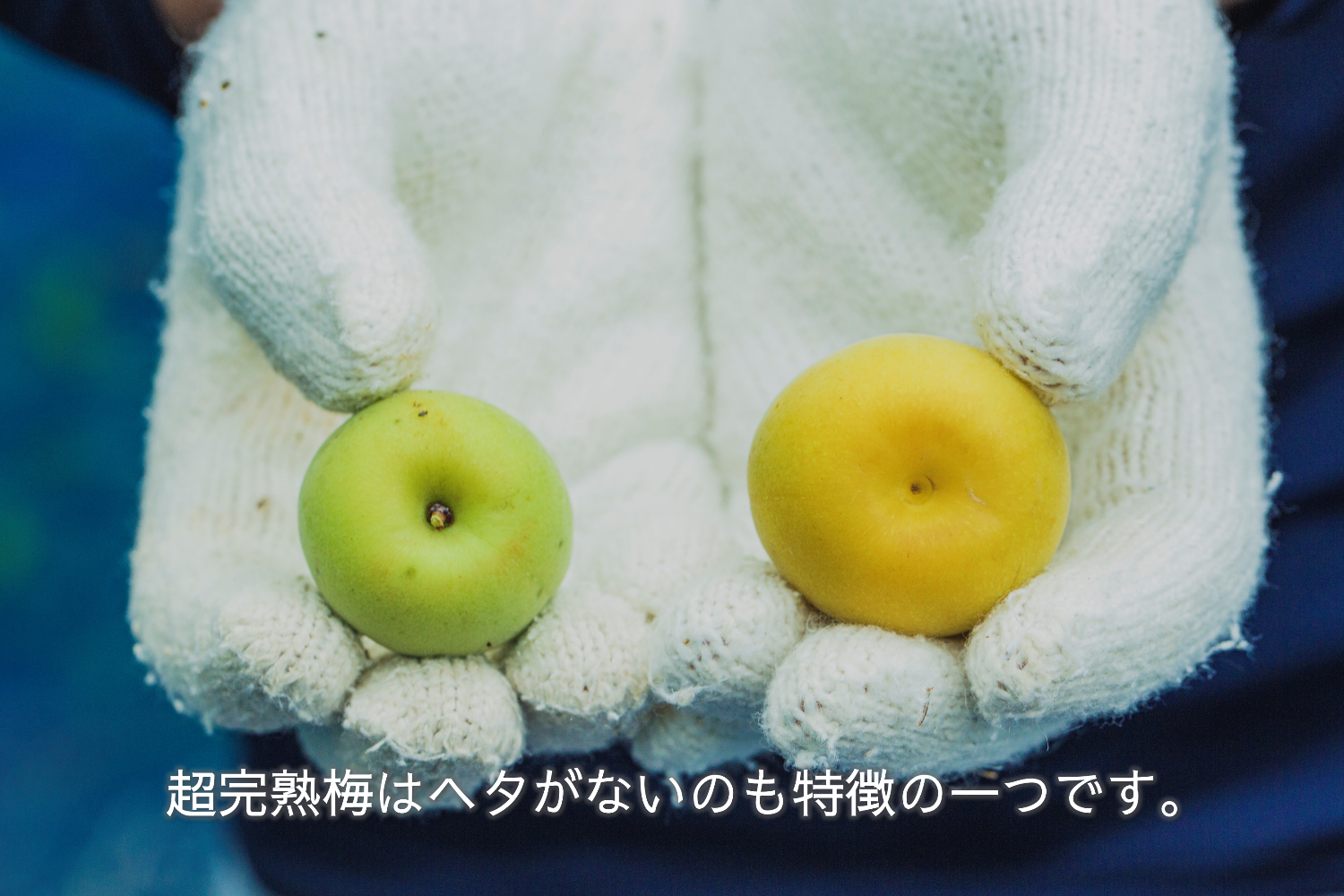 超完熟南高梅 前半日程