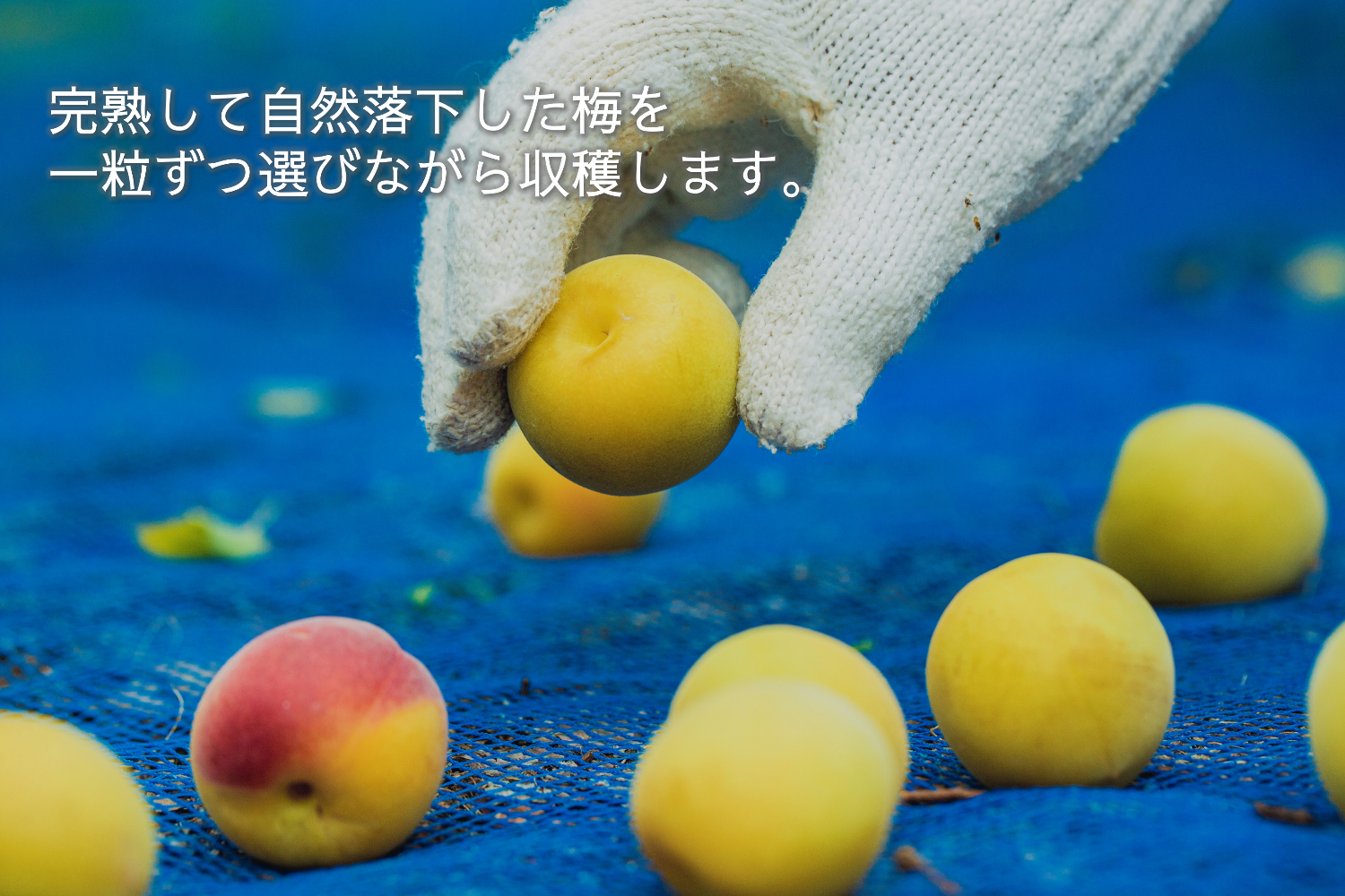 【毎日12:00から再販】超完熟南高梅 前半日程