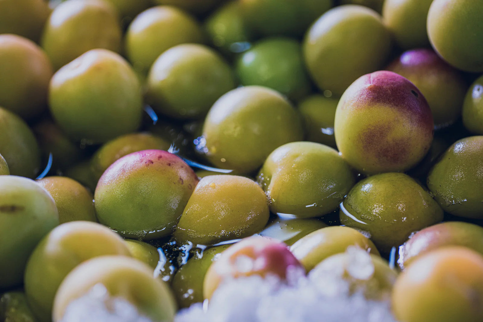 【定期便】梅と紫蘇 チューブ