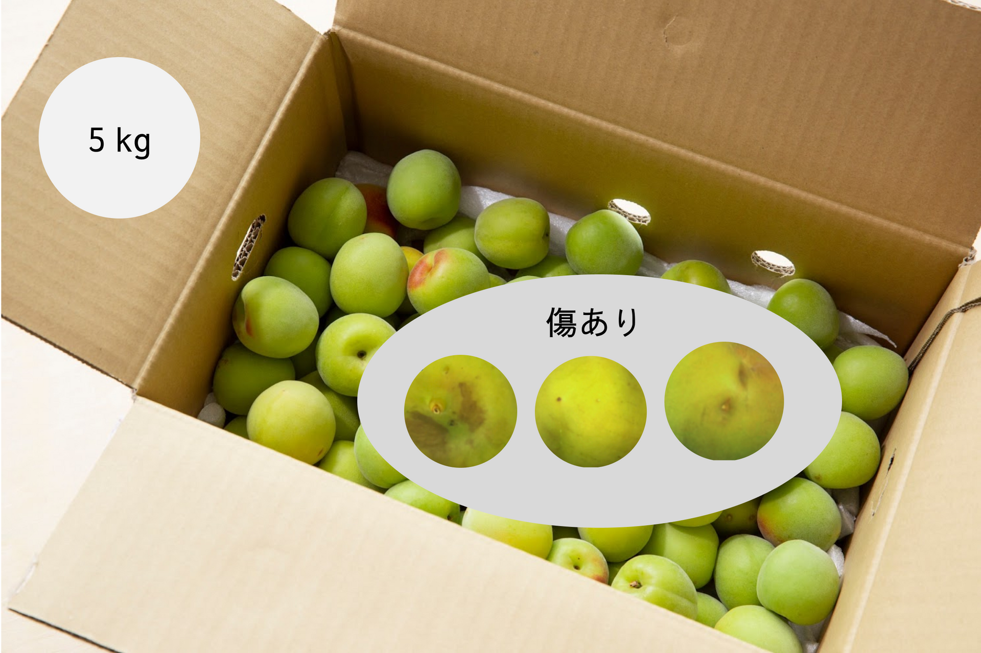 2025年準備中 樹上南高梅
