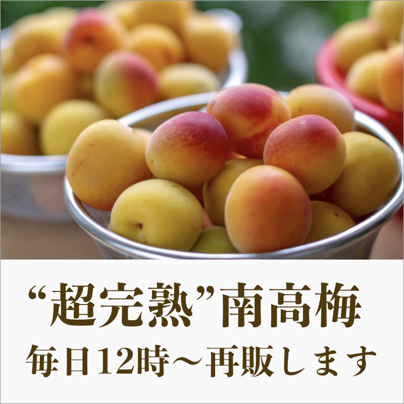 超完熟南高梅