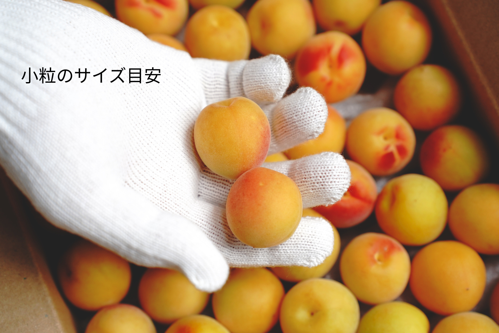 南高梅　中熟完熟 sora　11キロ 南高梅 中熟完熟 sora 11キロ 南高梅 中熟完熟 sora様専用 11キロ 超