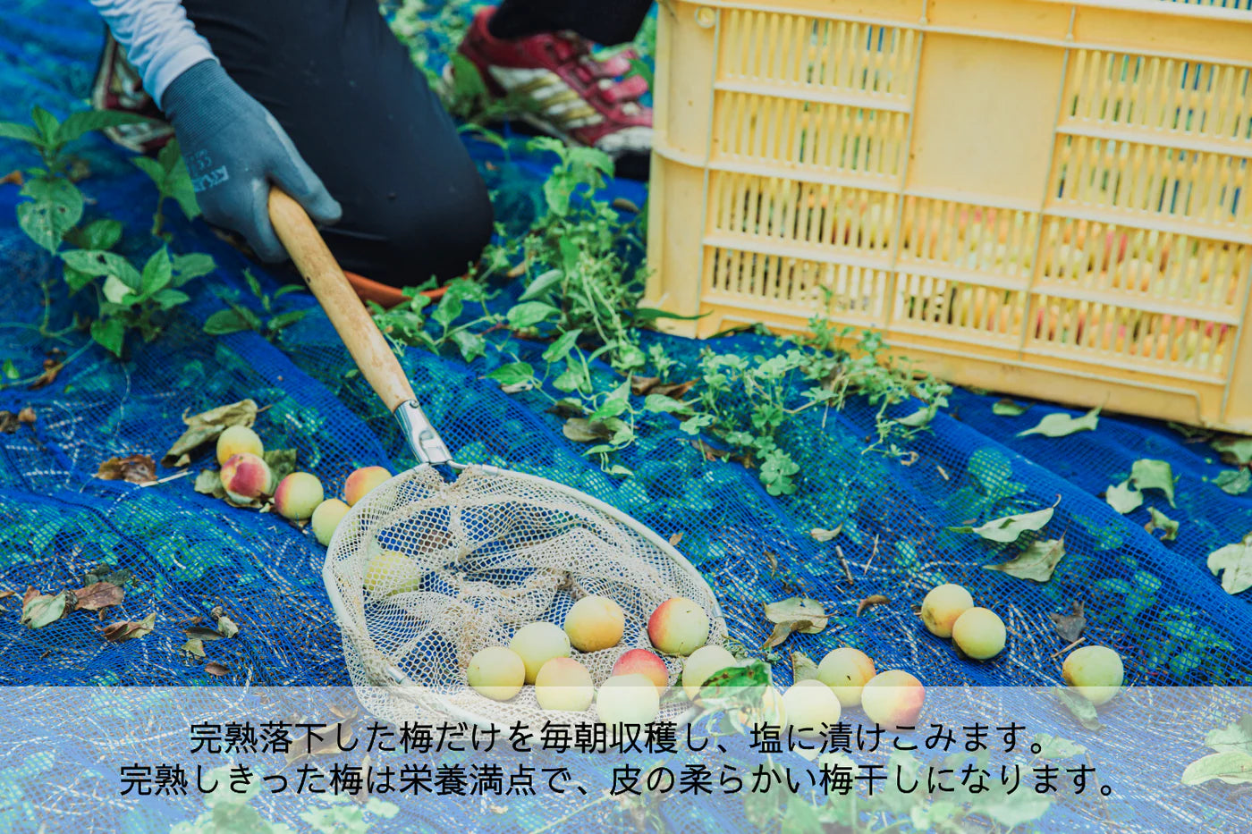 【定期便】梅と紫蘇 チューブ