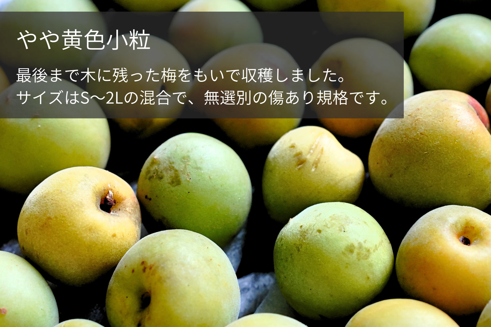 樹上南高梅（青梅・紀州南高梅：1kg〜10kg）